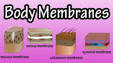Thumbnail for entry HTHS 1110 F07-11: Types of Membranes Video with Questions
