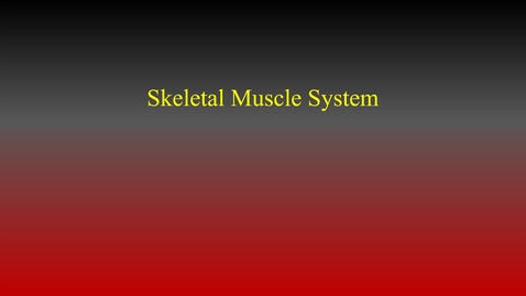 Thumbnail for Skeletal Muscles hybrid.mp4