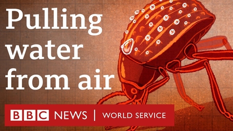 Thumbnail for Can a tiny beetle help with global water shortages? - BBC World Service, 30 Animals podcast