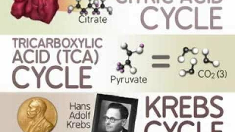 Thumbnail for entry HTHS 1110 F05-07b: Citric Acid Cycle Part 2 The Reactions Video with Questions