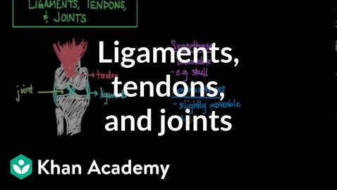 Thumbnail for entry HTHS 1110 F09-10a: Ligaments, Tendons, &amp; Joints Video with Questions