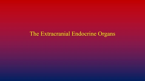 Thumbnail for entry Endocrine System (extracranial glands)