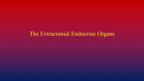 Thumbnail for Endocrine System (extracranial glands)