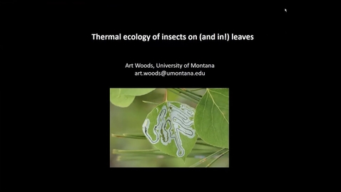 Thumbnail for Thermal ecology of insects on (and in!) leaves