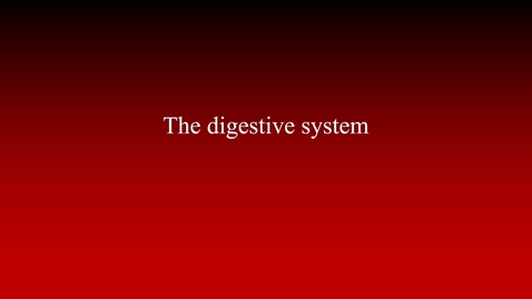 Thumbnail for Digestive system (lecture)