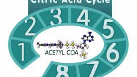 Thumbnail for HTHS 1110 F05-07a: The Citric Acid Cycle Part 1 Overview Video with Questions