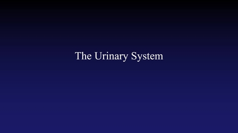 Thumbnail for entry Urinary System (hybrid)