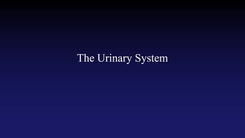 Thumbnail for Urinary System (hybrid)