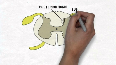 Thumbnail for HTHS 1111 F11-05: Spinal Cord Internal Anatomy Video with Questions