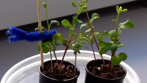 Thumbnail for Wisconsin Fast Plants: How to Tie to a Stake