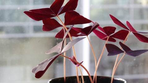Thumbnail for Oxalis Triangularis (Love Plant) 24h Time-Lapse