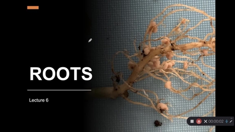 Thumbnail for 06-Roots 