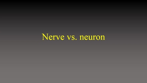 Thumbnail for entry Nerve vs neuron