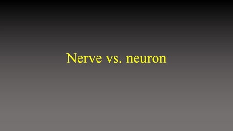 Thumbnail for Nerve vs neuron