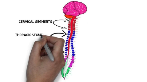 Thumbnail for HTHS 1111 F11-06: Exterior of the Spinal Cord Video with Questions