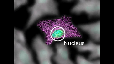 Thumbnail for entry HTHS 1110 F05-10: Cytoskeleton Structure &amp; Function Video with Questions