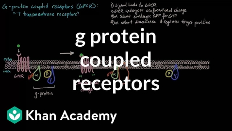 Thumbnail for HTHS 1111 F13-12b: G Protein Coupled Receptors In Depth Video with Questions