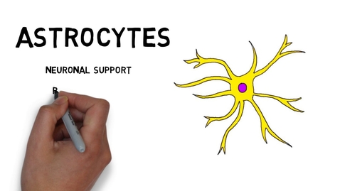 Thumbnail for HTHS 1110 F07-13b: Nervous Tissue | Glial Cells Video with Questions