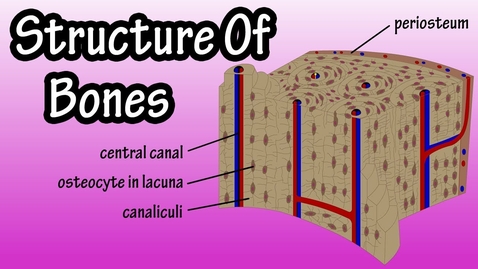 Thumbnail for HTHS 1110 F09-03: Compact vs Spongy Bone Video with Questions