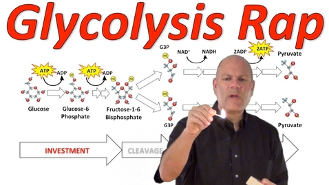 Thumbnail for entry Test Formative Glycolysis! (Mr. W's Music Video) - Quiz