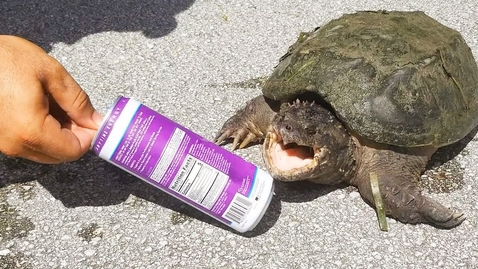 Thumbnail for entry Godzilla Snapping Turtle VS Soda Can! *BITE TEST*