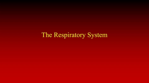 Thumbnail for Respiratory System (lecture)