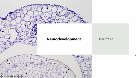 Thumbnail for PSY2710online_neurodevelopment2