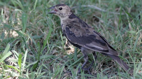 Thumbnail for Evolutionary Interactions of Feather Molt in Birds by Ryan Terrill, PhD