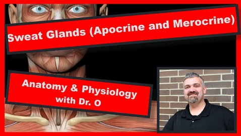 Thumbnail for entry HTHS 1110 F08-06b: Apocrine and Eccrine Sweat Glands Video with Questions