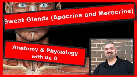 Thumbnail for HTHS 1110 F08-06b: Apocrine and Eccrine Sweat Glands Video with Questions