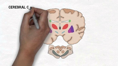 Thumbnail for HTHS 2231 Nervous Pre-Lab: Basal Ganglia Video with Questions