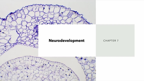 Thumbnail for PSY2710online_neurodevelopment3
