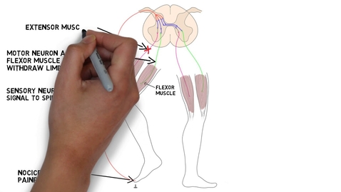 Thumbnail for entry HTHS 1111 F12-10b: Withdrawal Reflex Video with Questions