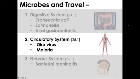 Thumbnail for MICR1153_11-24_CirculatorySystem_Twing