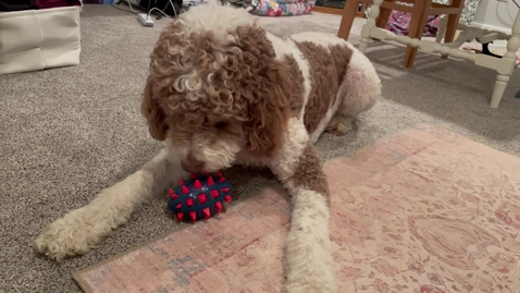 Thumbnail for VideoRecording:Training