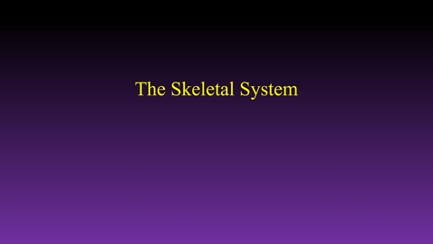 Thumbnail for Skeletal system (hybrid)