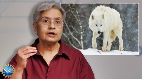 Thumbnail for Gene Editing with CRISPR | EXPLAINED | Biochemist Manju Hingorani