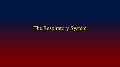Thumbnail for entry Respiratory System (hybrid)