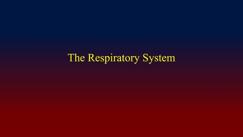 Thumbnail for Respiratory System (hybrid)