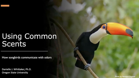 Thumbnail for Dr. Danielle Whittaker • Using Common Scents: How Songbirds Communicate With Odors • April 2023