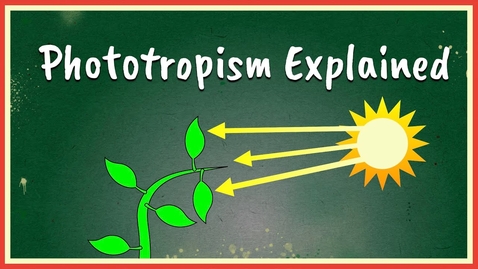 Thumbnail for Phototropism Explained