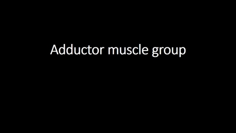Thumbnail for entry Adductor muscle group