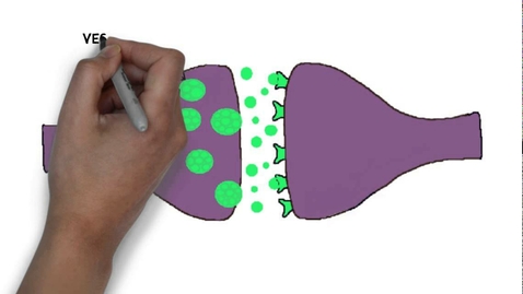 Thumbnail for entry HTHS 1111 F13-08: Synaptic Transmission Video with Questions