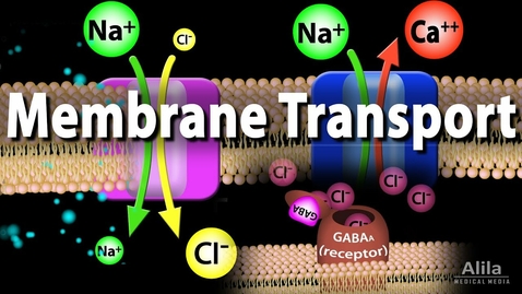 Thumbnail for HTHS 1111 F13-01: Membrane Transport Video with Questions