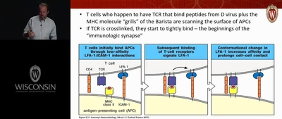 Ranheim - Adaptive Immune System 3 - UW-Madison Kaltura MediaSpace