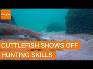 Von Wegen Tintenfisch Eine Sepia Sieht So Niedlich Und Friedlich Aus Diese Videos Zeigen Aber Den Todlichen Jager