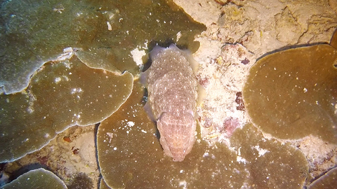 Von Wegen Tintenfisch Eine Sepia Sieht So Niedlich Und Friedlich Aus Diese Videos Zeigen Aber Den Todlichen Jager
