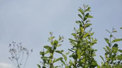 Lake - Stock footage Stock Footage