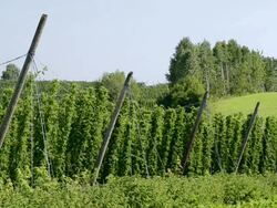 MS View of Hop garden / Mainburg, Bavaria, Germany Stock Footage
