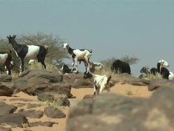MS ZO Goats over desert / Atar, ADRAR, Mauritania Stock Footage